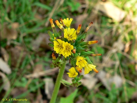 {Youngia japonica}